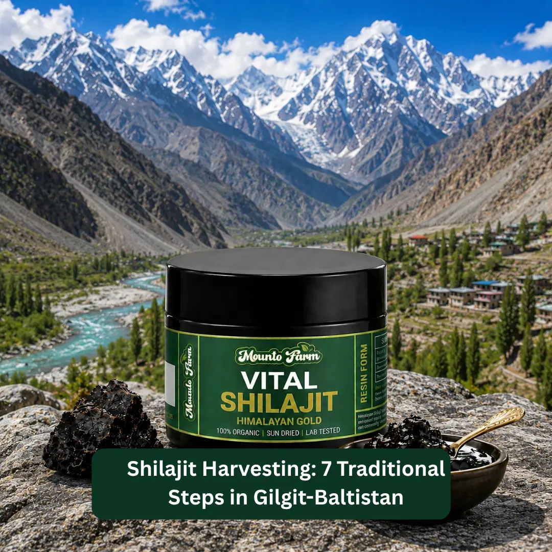 shilajit harvesting